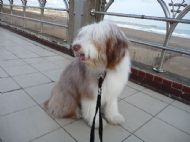 Millie at the beach